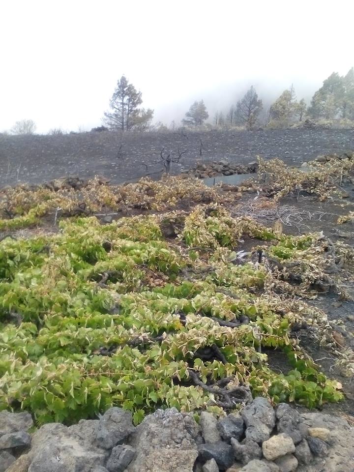 INCENDIO 2