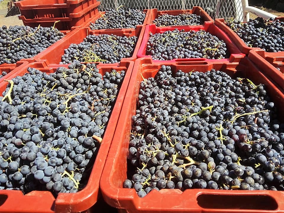 Bodega Tagalguén.