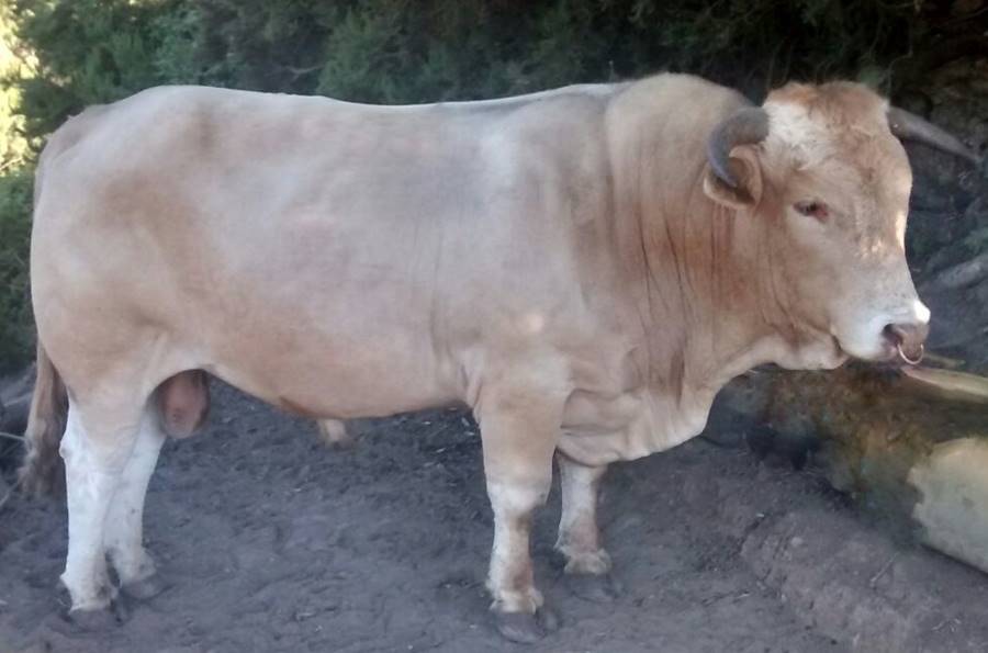 Toro de Raza Autóctona Palmera.