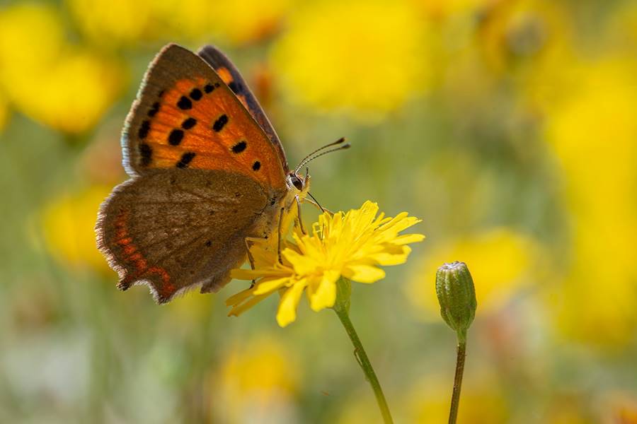Lycaena Phlaeas-Manuel Arechavaleta.