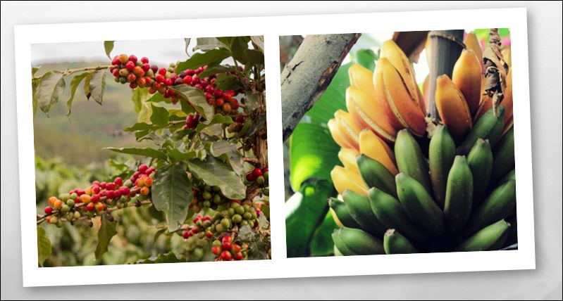 platano y cafe