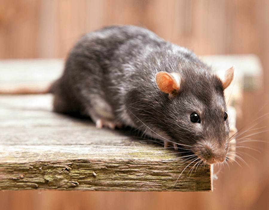 ratones