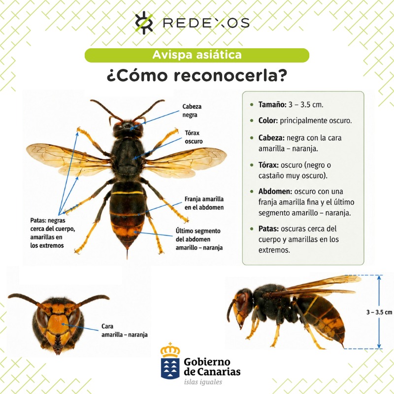 1. Avispa asiática