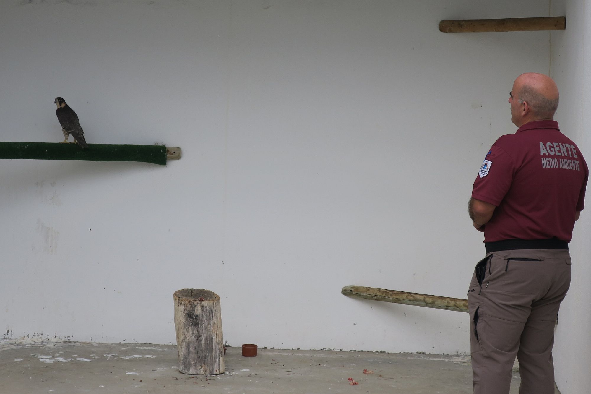 120517 Halcón tagarote decomisado 2