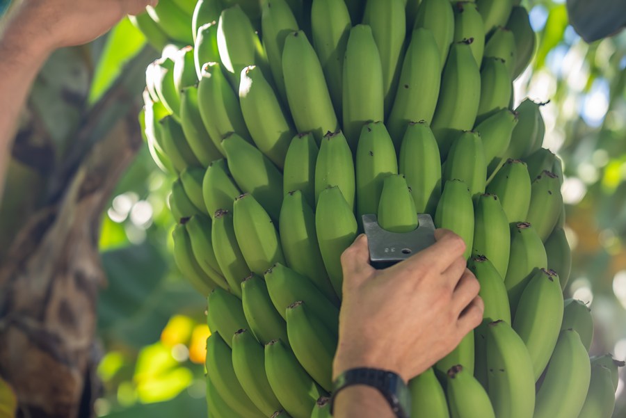 3- EP exportación Suiza