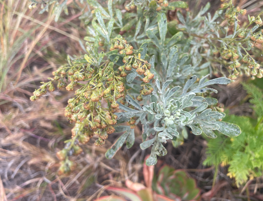 Captura de pantalla 2025-06-20 a las 18.44.35