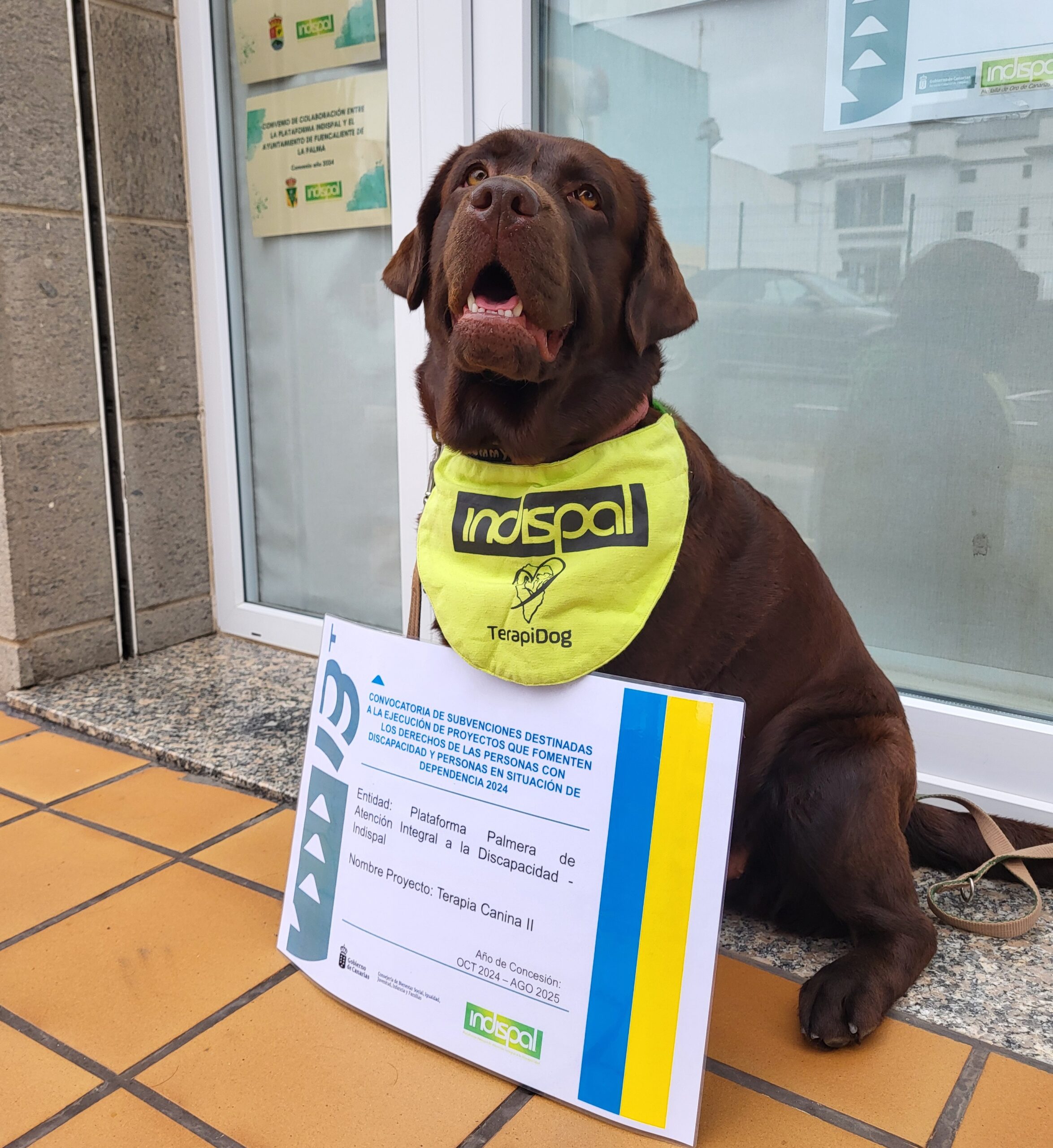 Terapia canina II Vela