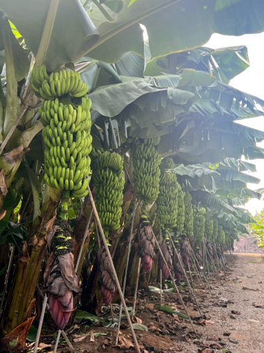 capture-20251117-153919